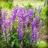 aminah_b